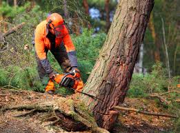 How Our Tree Care Process Works  in  Margate City, NJ